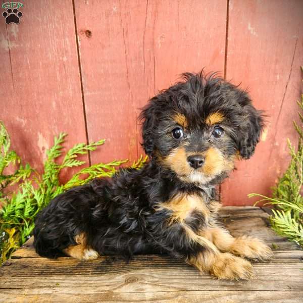 Tracy, Cavapoo Puppy